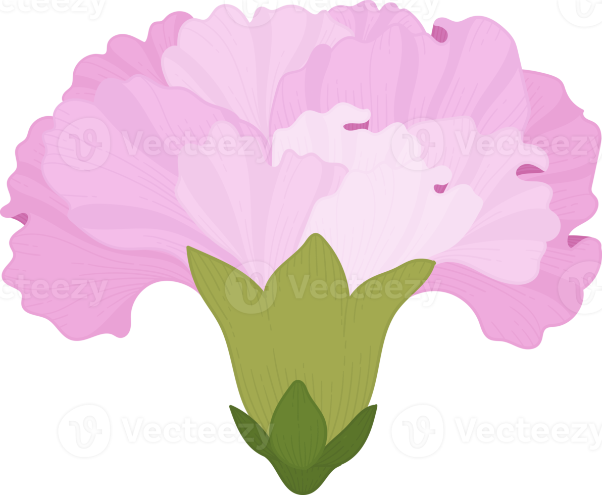 pink carnation flower hand drawn illustration. png