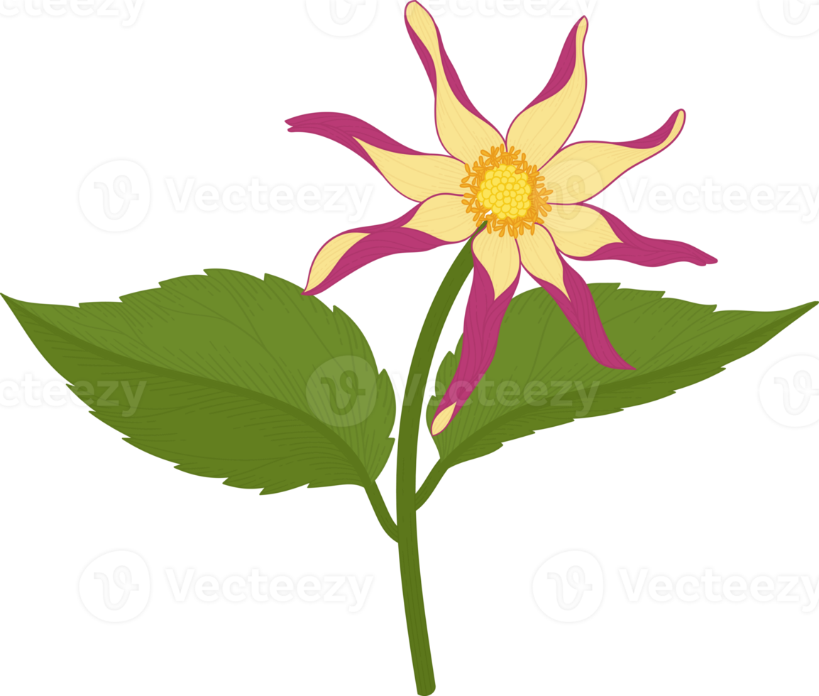 rosa dahlia blomma handritad illustration. png