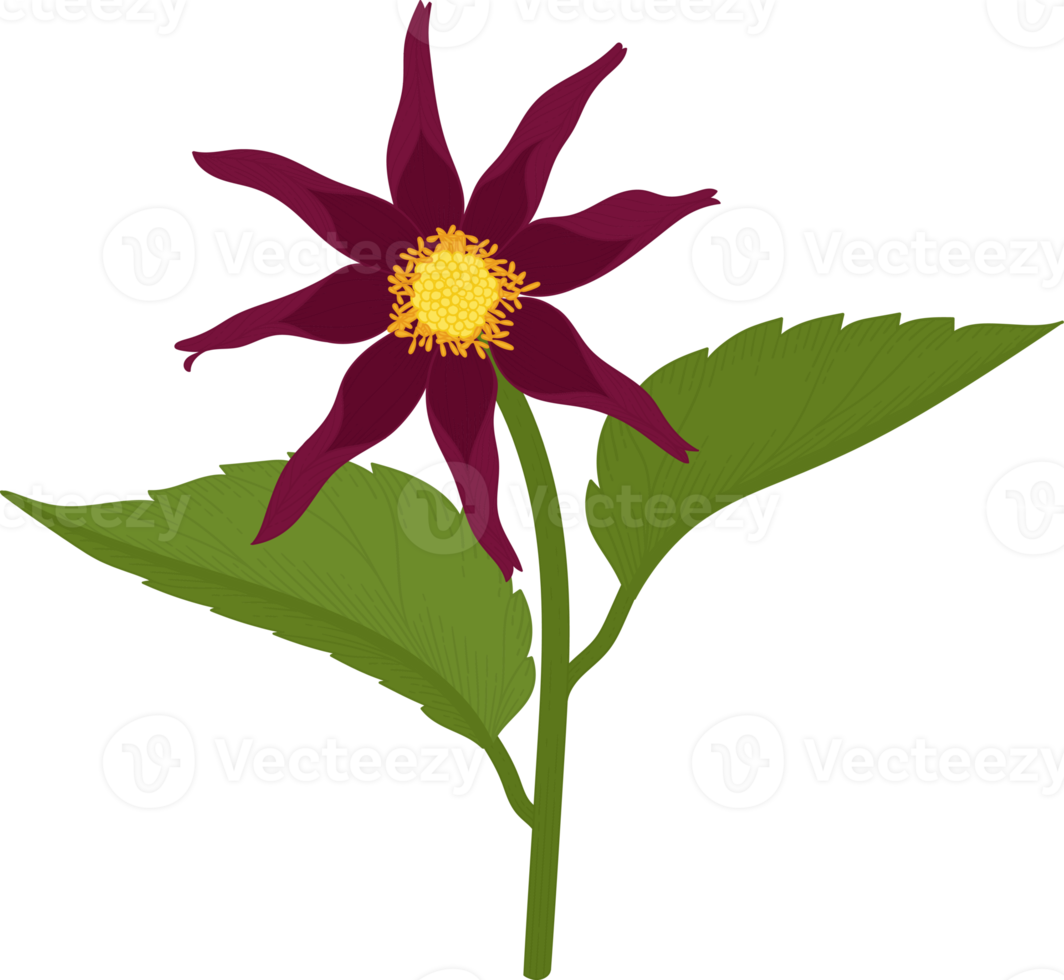 Dark pink dahlia flower hand drawn illustration. png