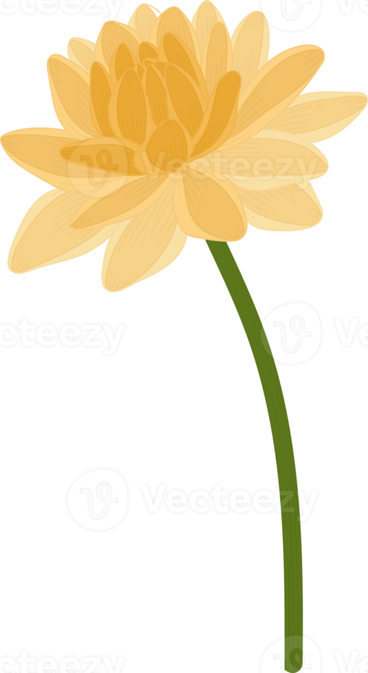 Yellow dahlia flower hand drawn illustration. png