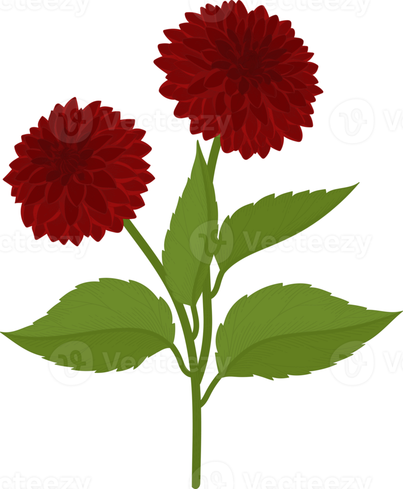 Red dahlia flower hand drawn illustration. png