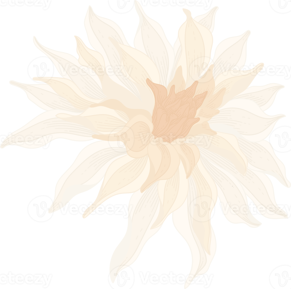 White dahlia flower hand drawn illustration. png