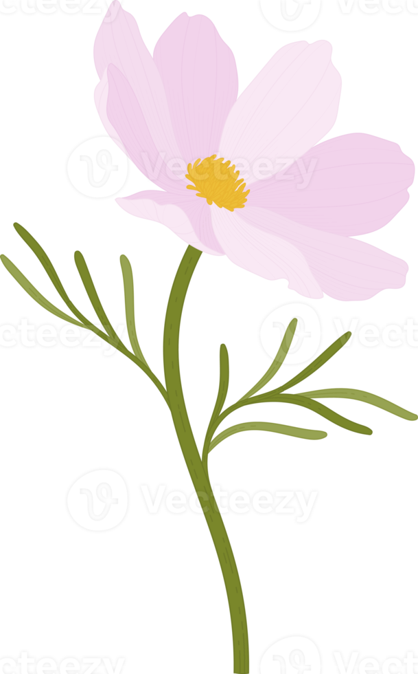 ilustração desenhada à mão da flor rosa cosmos. png