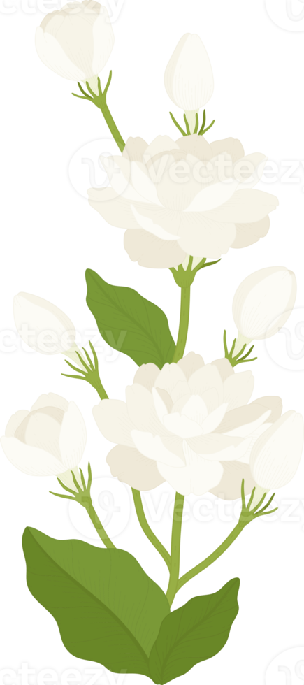 bouquet di fiori di gelsomino illustrazione. png