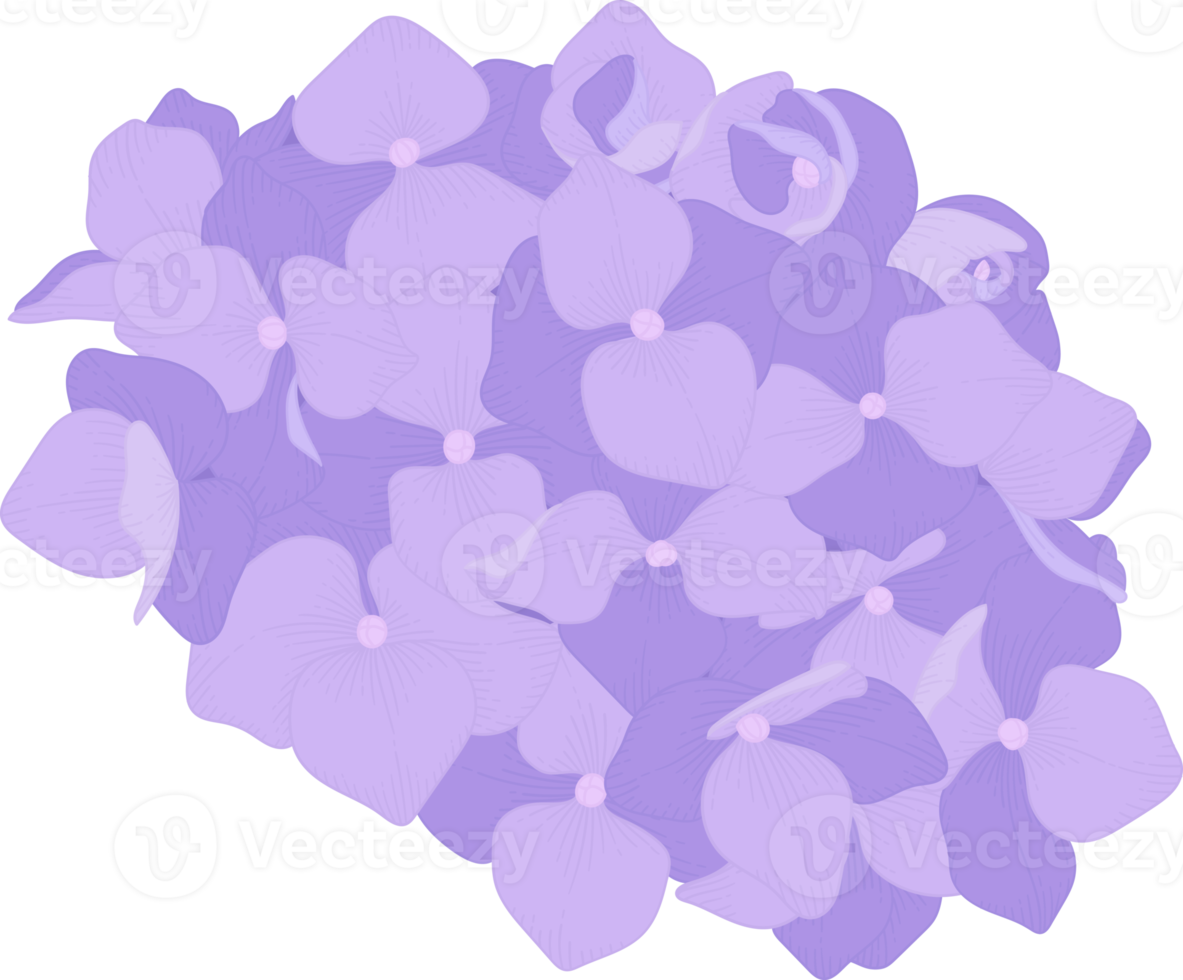 illustration de fleur d'hortensia violet. png