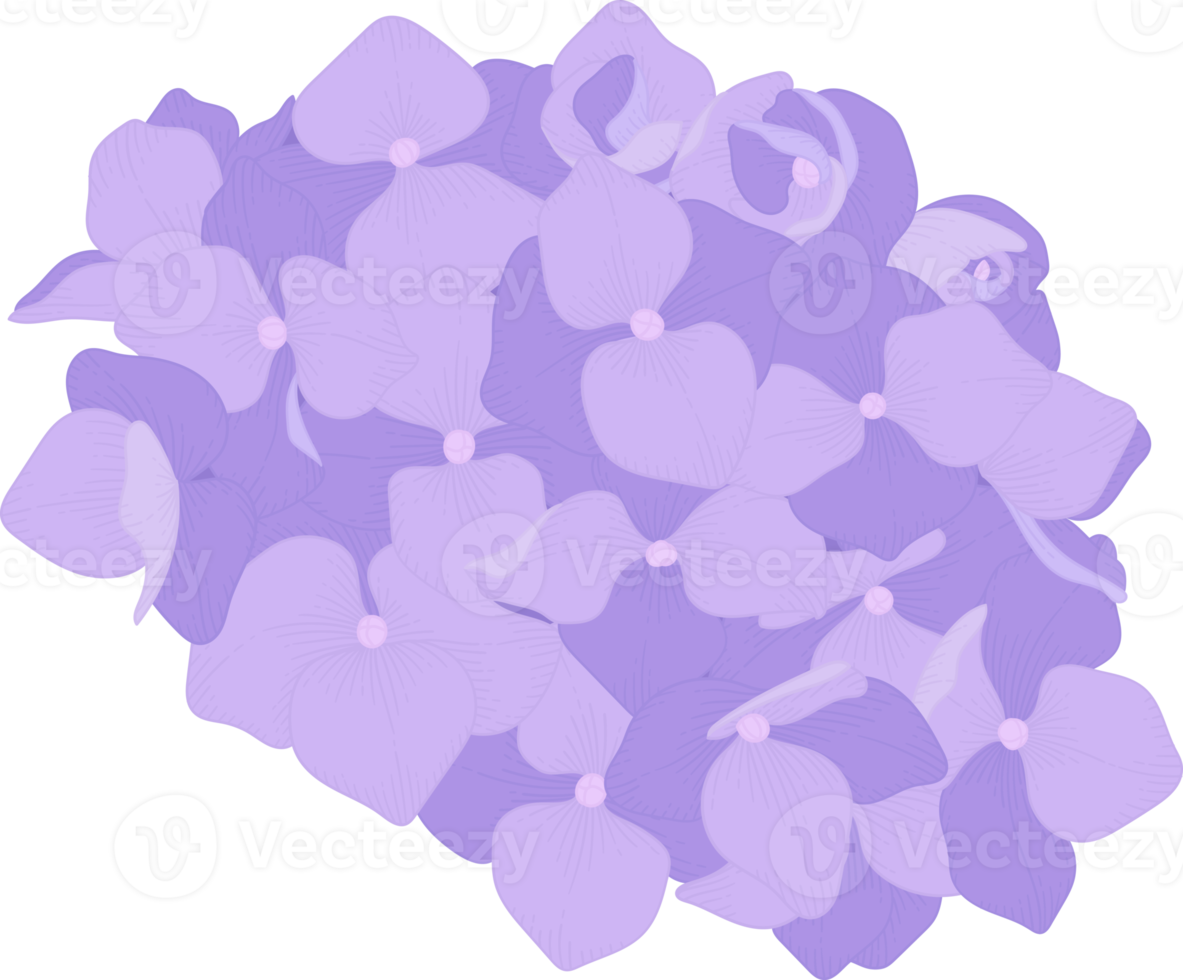 Purple hydrangea flower illustration. png