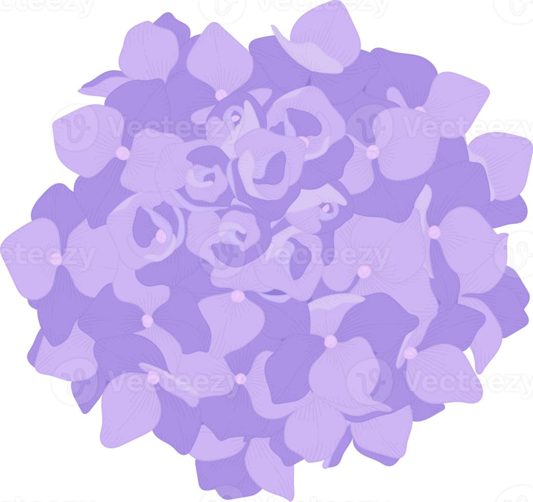 Purple hydrangea flower illustration. png