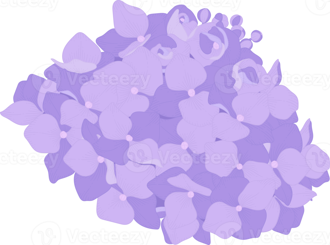 illustration de fleur d'hortensia violet. png