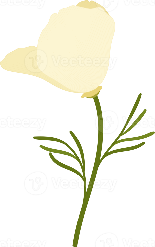 ilustração desenhada à mão de flor de papoula de Califórnia branca. png