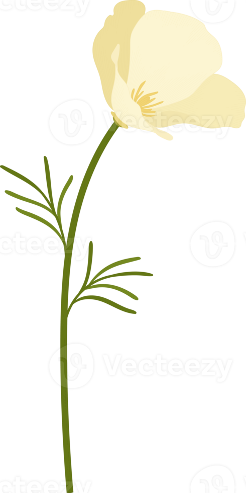 witte Californië papaver bloem hand getekende illustratie. png