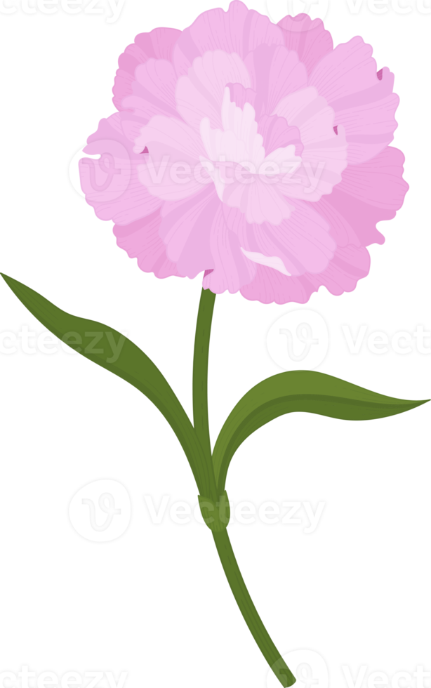 pink carnation flower hand drawn illustration. png