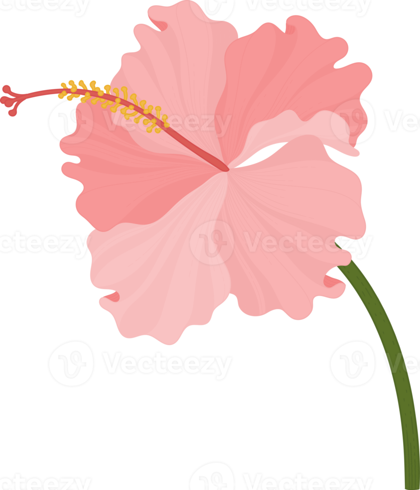 ilustração desenhada de mão de flor de hibisco rosa. png