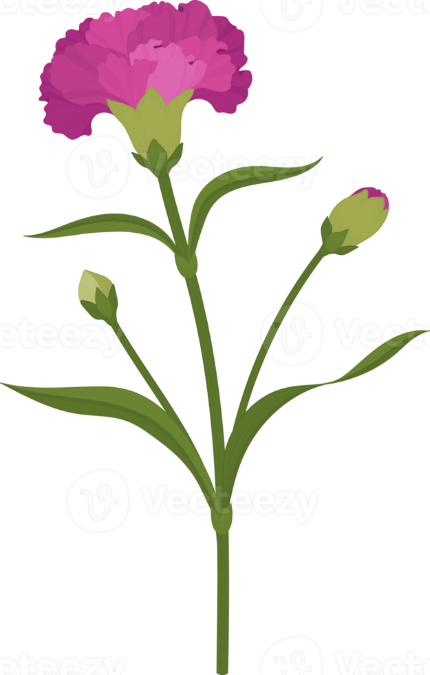 purple carnation flower hand drawn illustration. 10171724 PNG