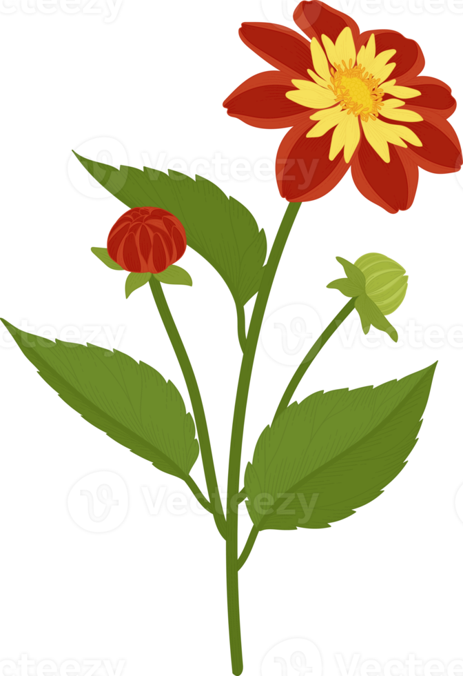 Orange dahlia flower hand drawn illustration. png