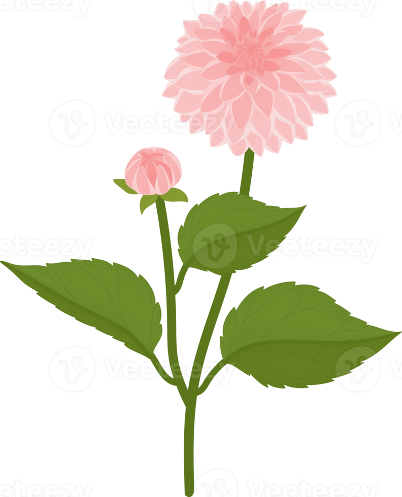 rosa dahlia blomma handritad illustration. png