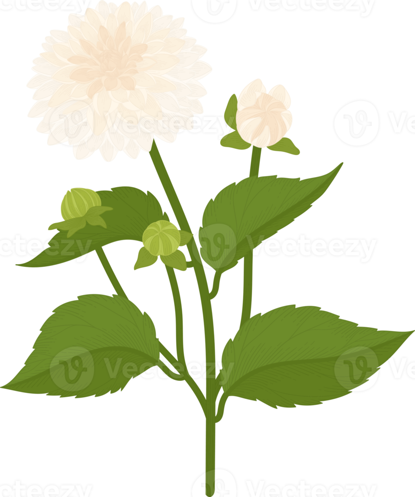 White dahlia flower hand drawn illustration. png