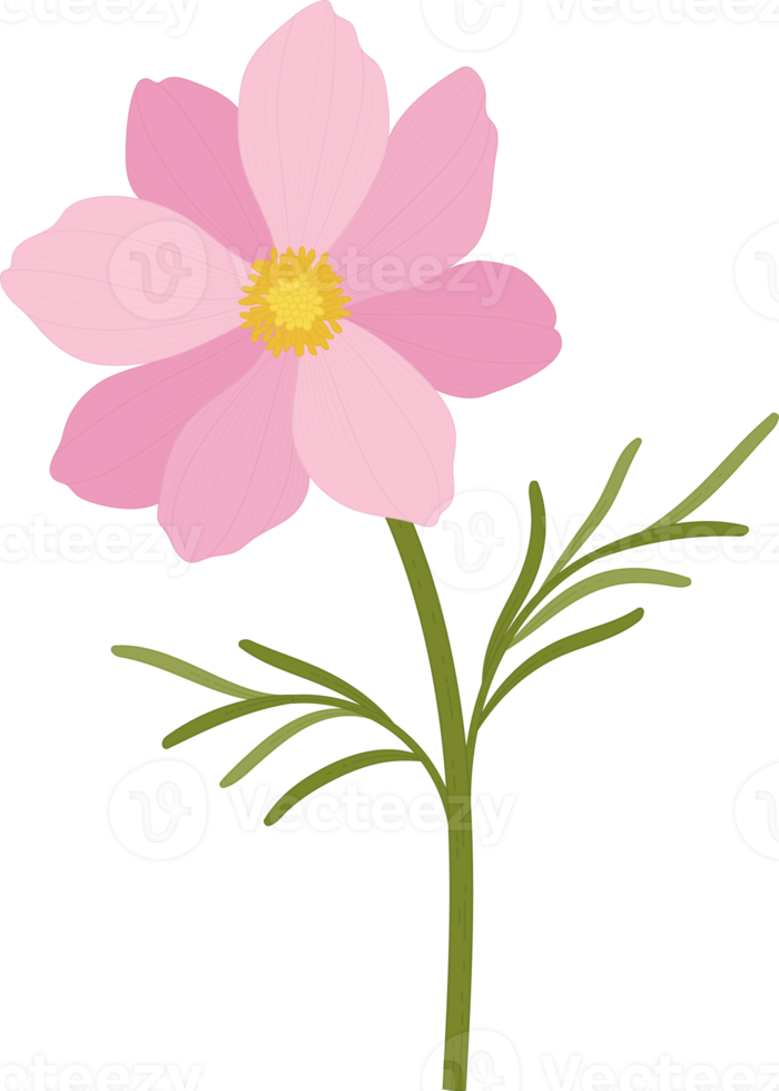 ilustração desenhada à mão da flor rosa cosmos. png