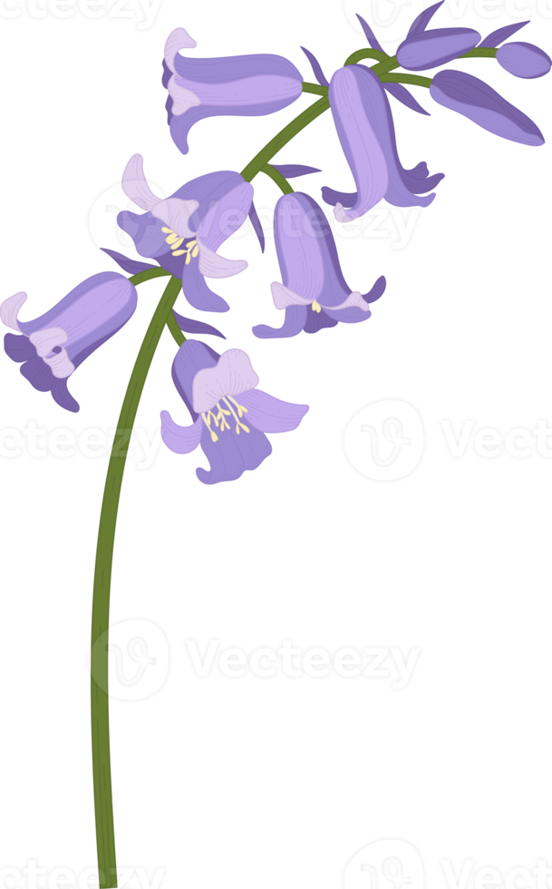 Bluebell flower hand drawn illustration. png