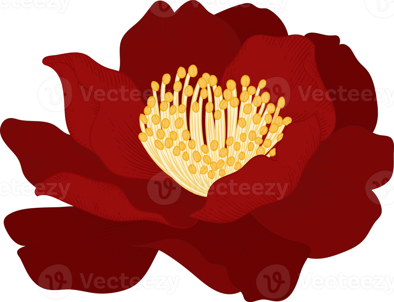 Red camellia flower hand drawn illustration. png