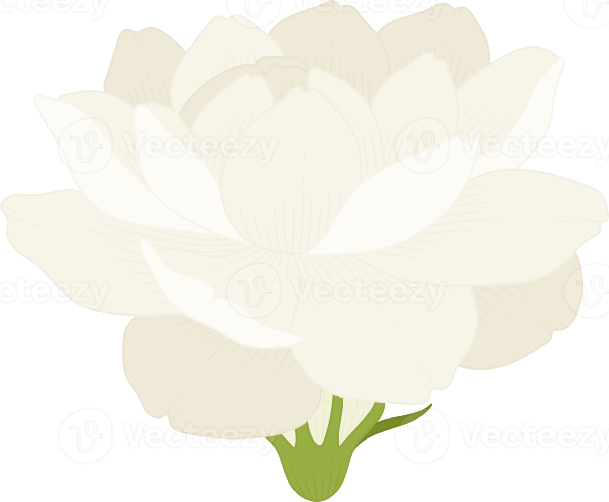 jasmine flower hand drawn illustration. png