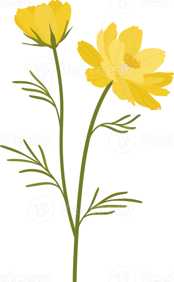 Yellow cosmos flower hand drawn illustration. png