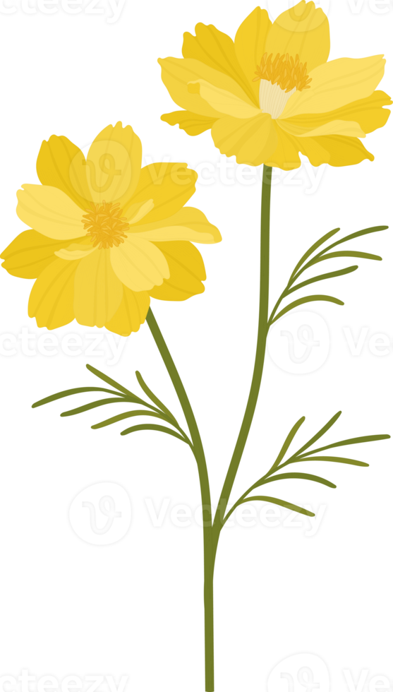 Yellow cosmos flower hand drawn illustration. png