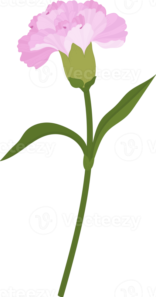 rosa nejlika blomma handritad illustration. png