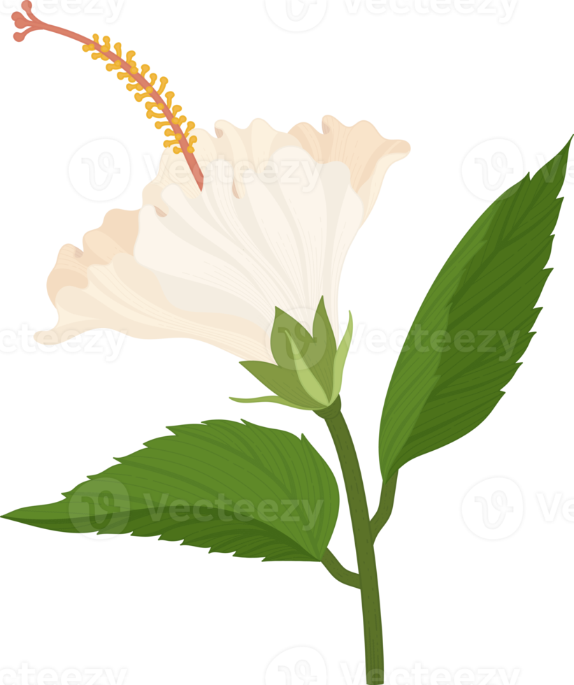 White Hibiscus flower hand drawn illustration. png