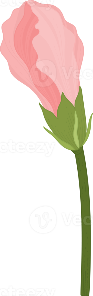 Pink Hibiscus flower hand drawn illustration. png