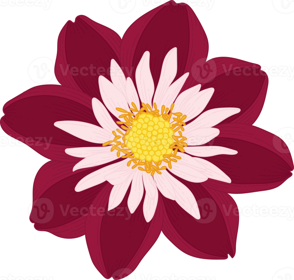 illustrazione disegnata a mano del fiore della dalia rosa scuro. png