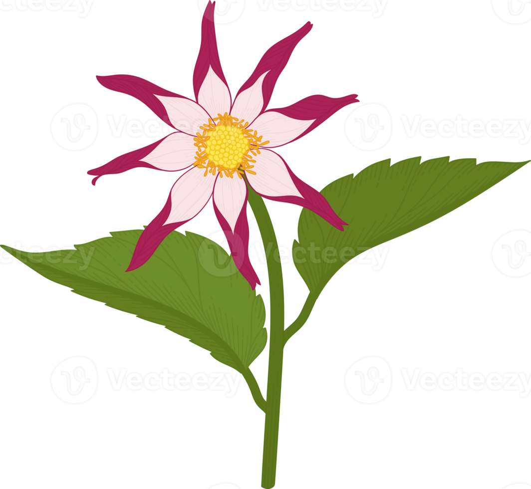 Pink dahlia flower hand drawn illustration. png
