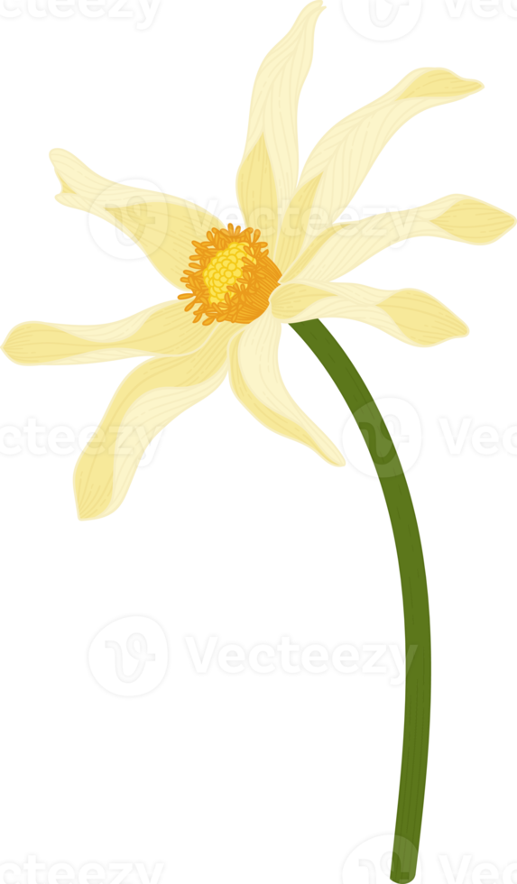 Yellow dahlia flower hand drawn illustration. png