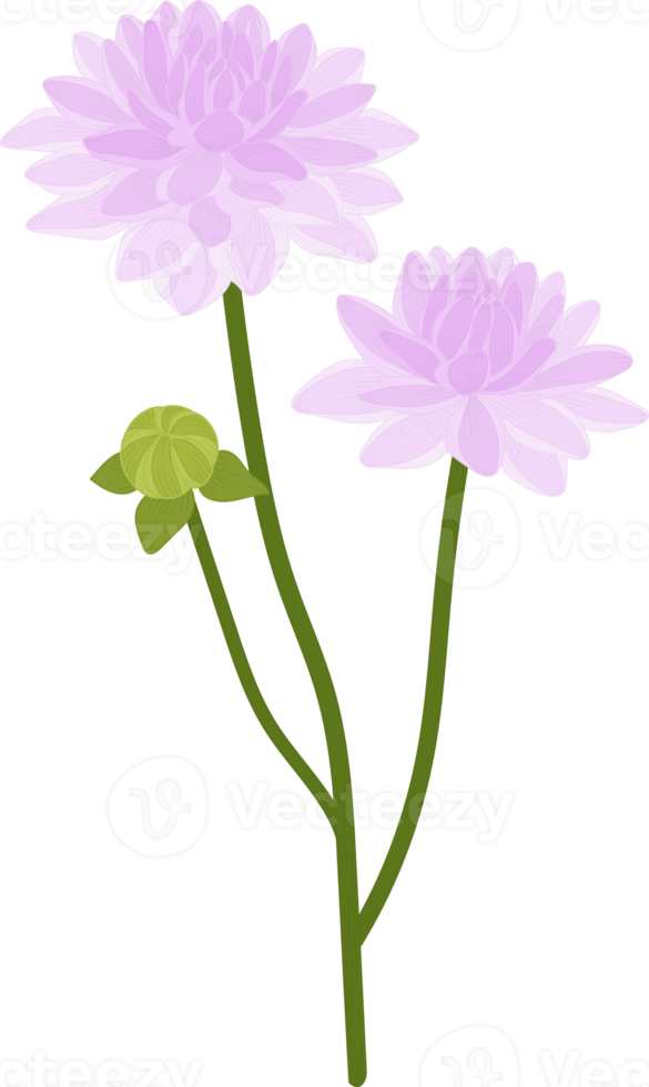 ilustração desenhada à mão da flor roxa dália. png