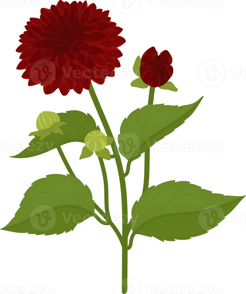 Red dahlia flower hand drawn illustration. png
