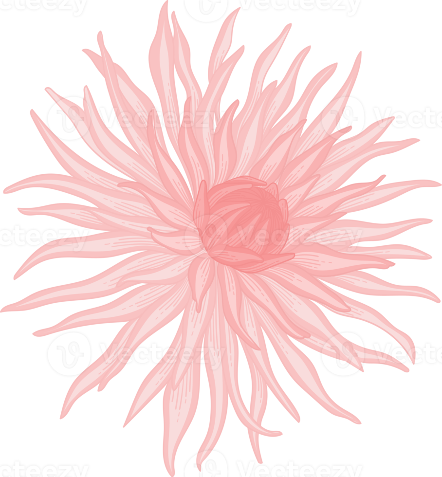 illustrazione disegnata a mano del fiore della dalia rosa. png