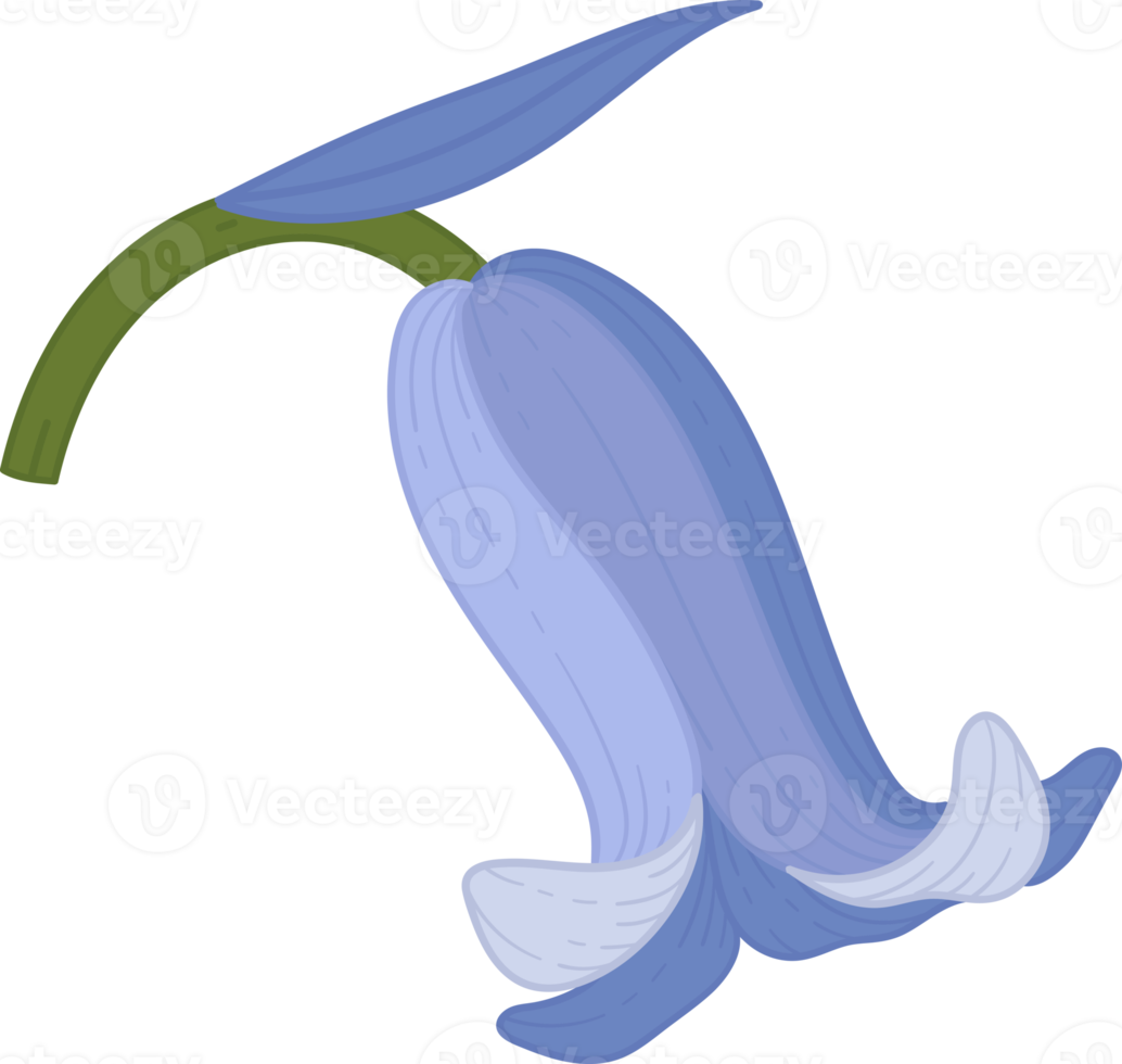 Bluebell flower hand drawn illustration. png