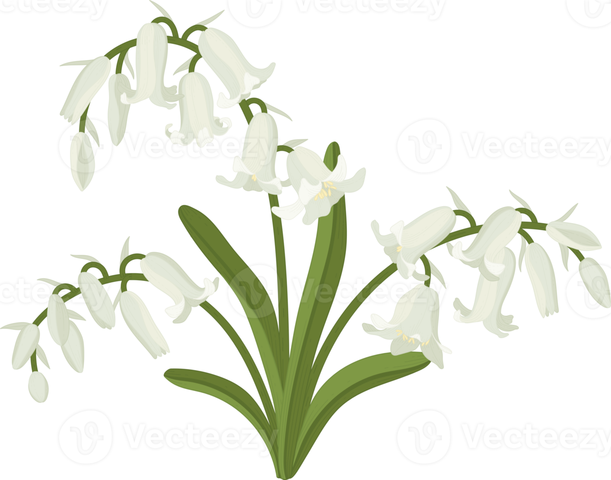 blåklocka blomma handritad illustration. png