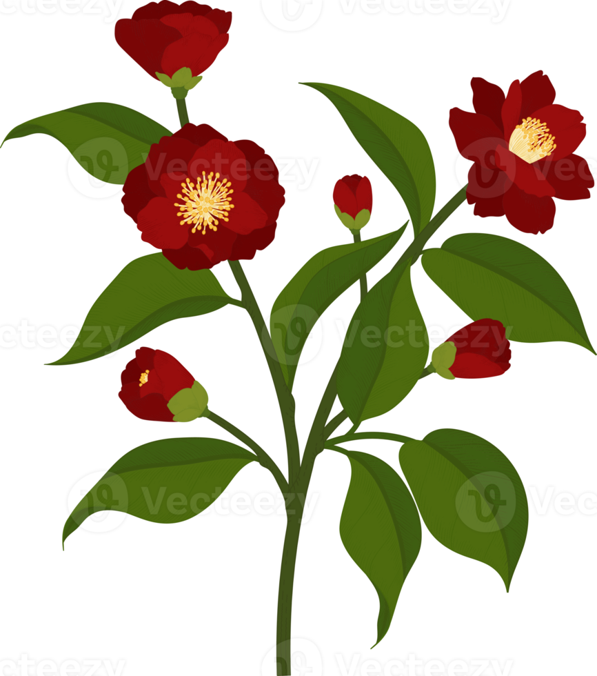 Red camellia flower hand drawn illustration. png