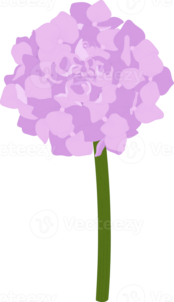 illustrazione del fiore di ortensia rosa. png