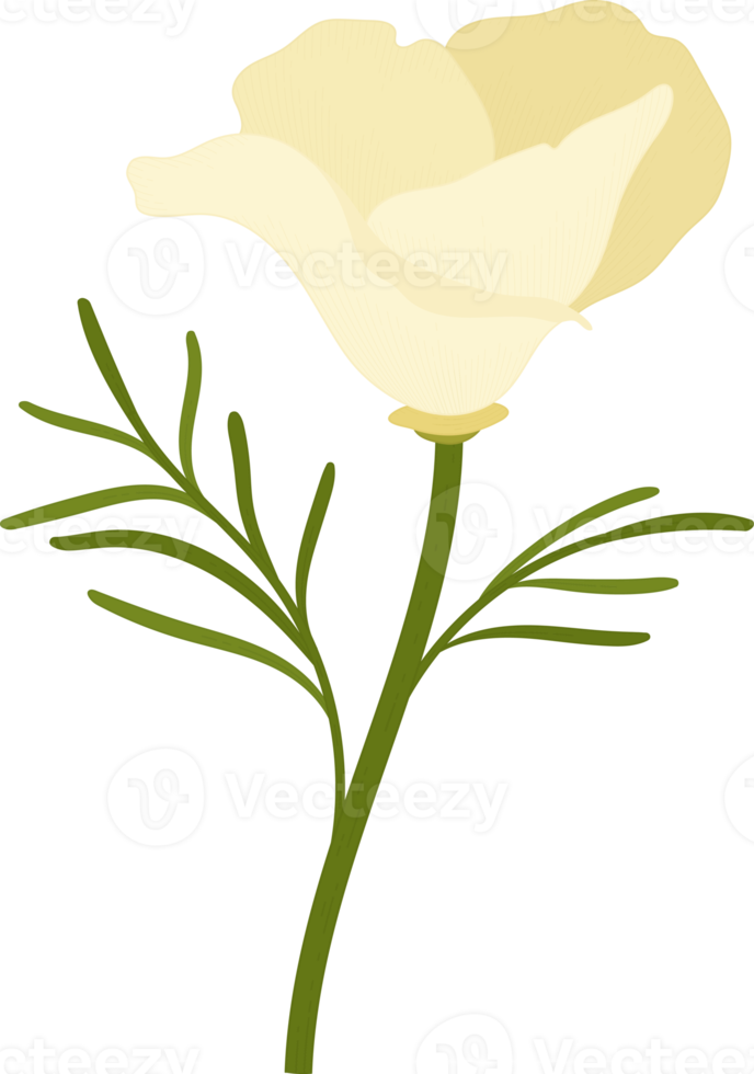 vit Kalifornien vallmo blomma handritad illustration. png