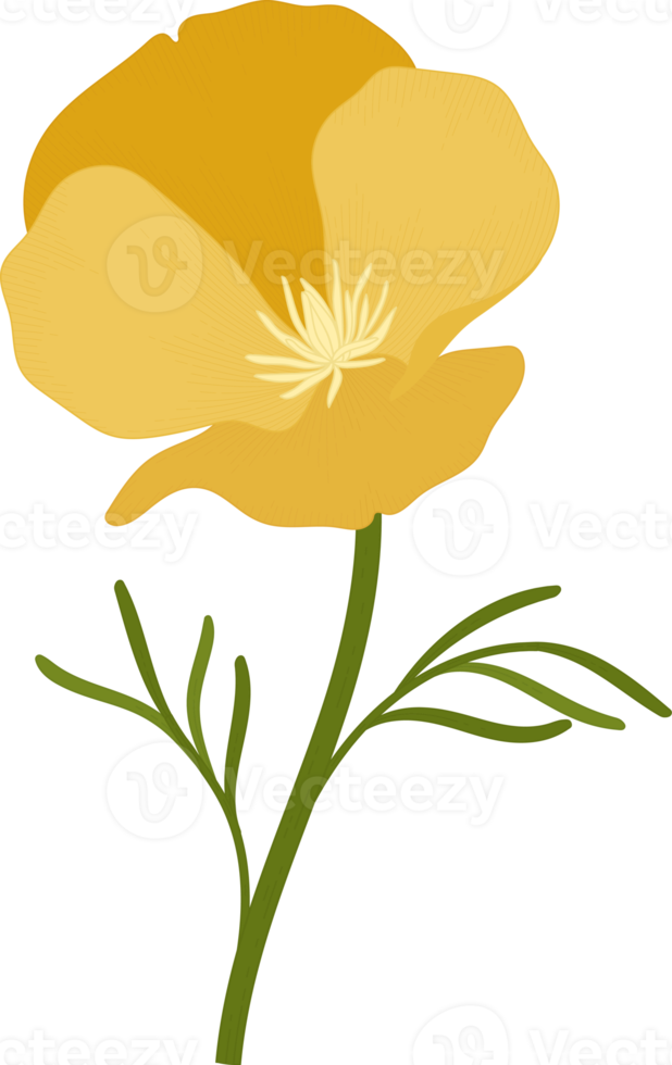 California State Flower Clipart Pictures