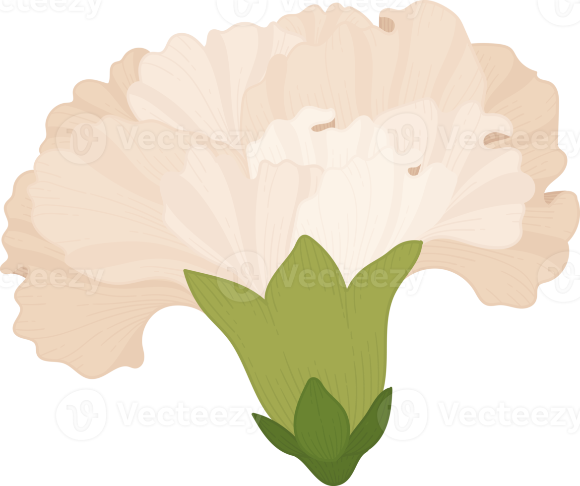 white carnation flower hand drawn illustration. png