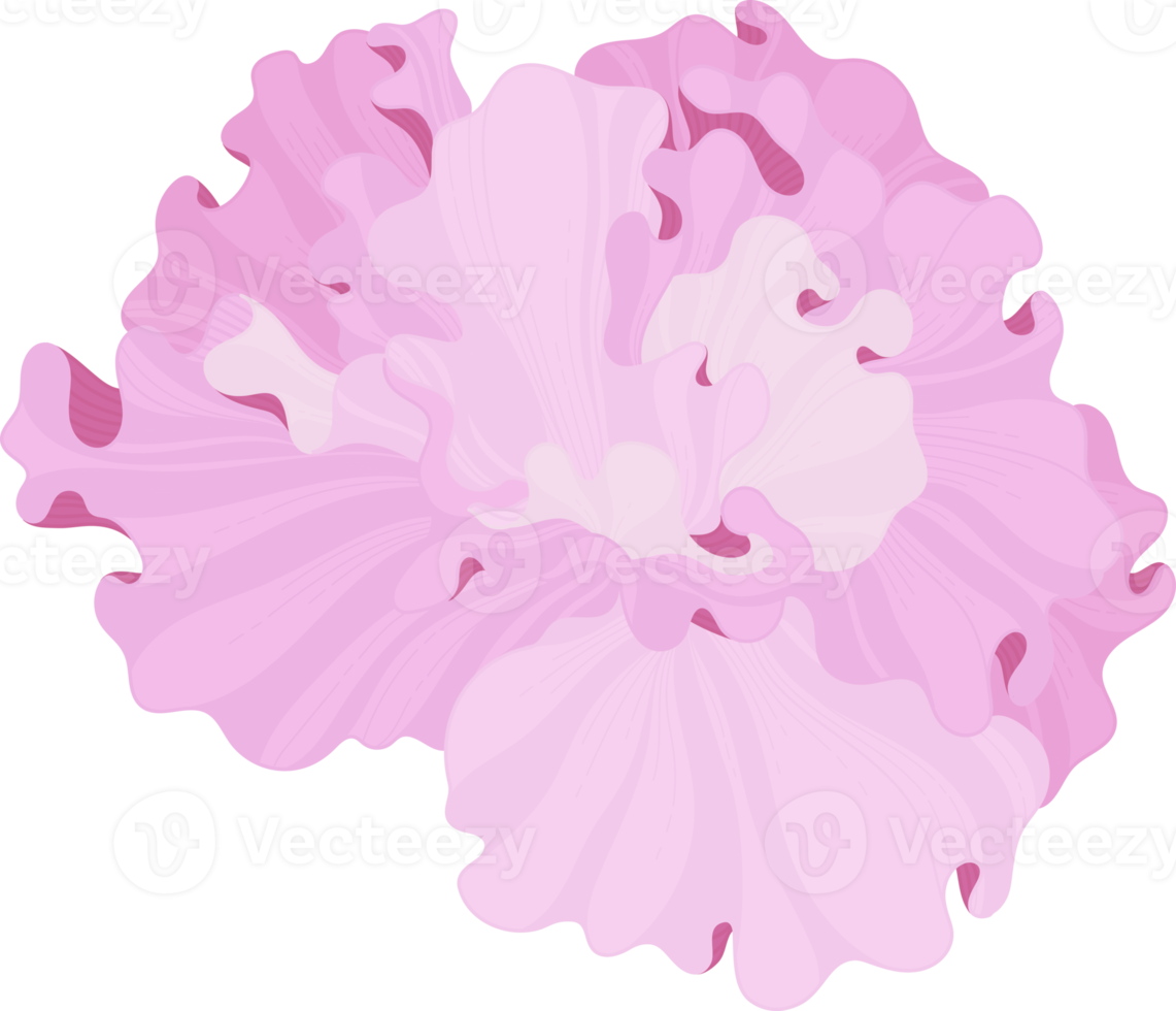 ilustração desenhada de mão de flor de hibisco rosa. png