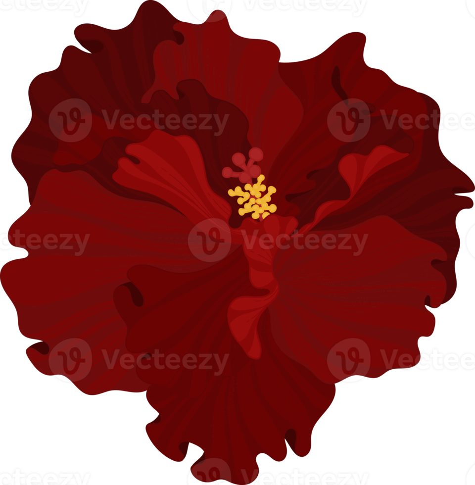 Red Hibiscus flower hand drawn illustration. png