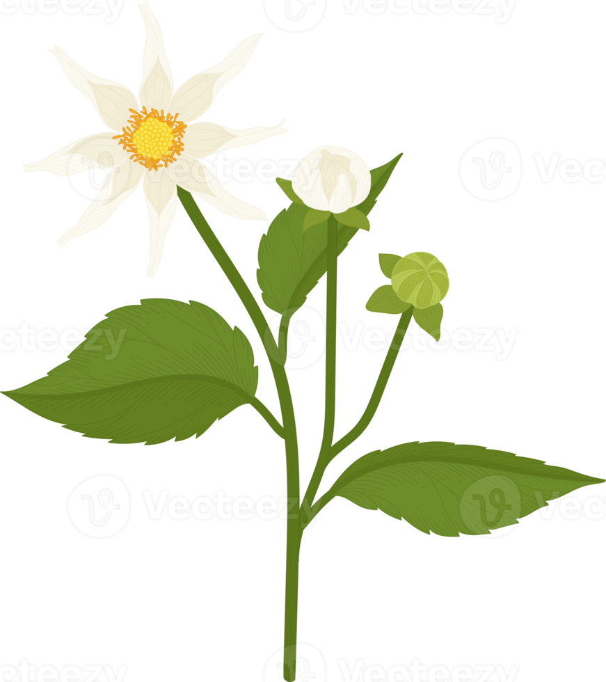 White dahlia flower hand drawn illustration. png