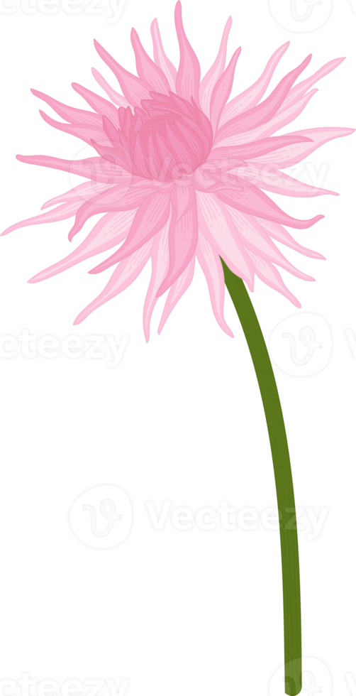 illustrazione disegnata a mano del fiore della dalia rosa. png