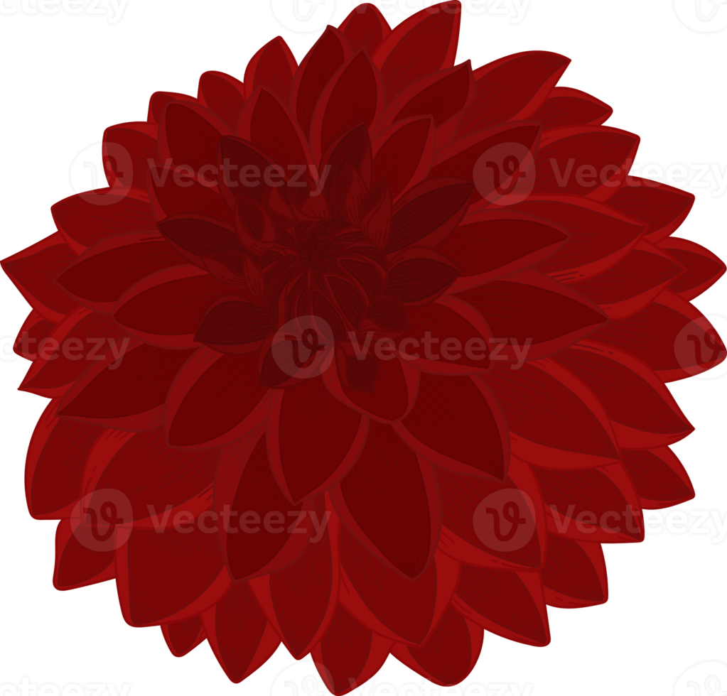 rote dahlie blume hand gezeichnete illustration. png