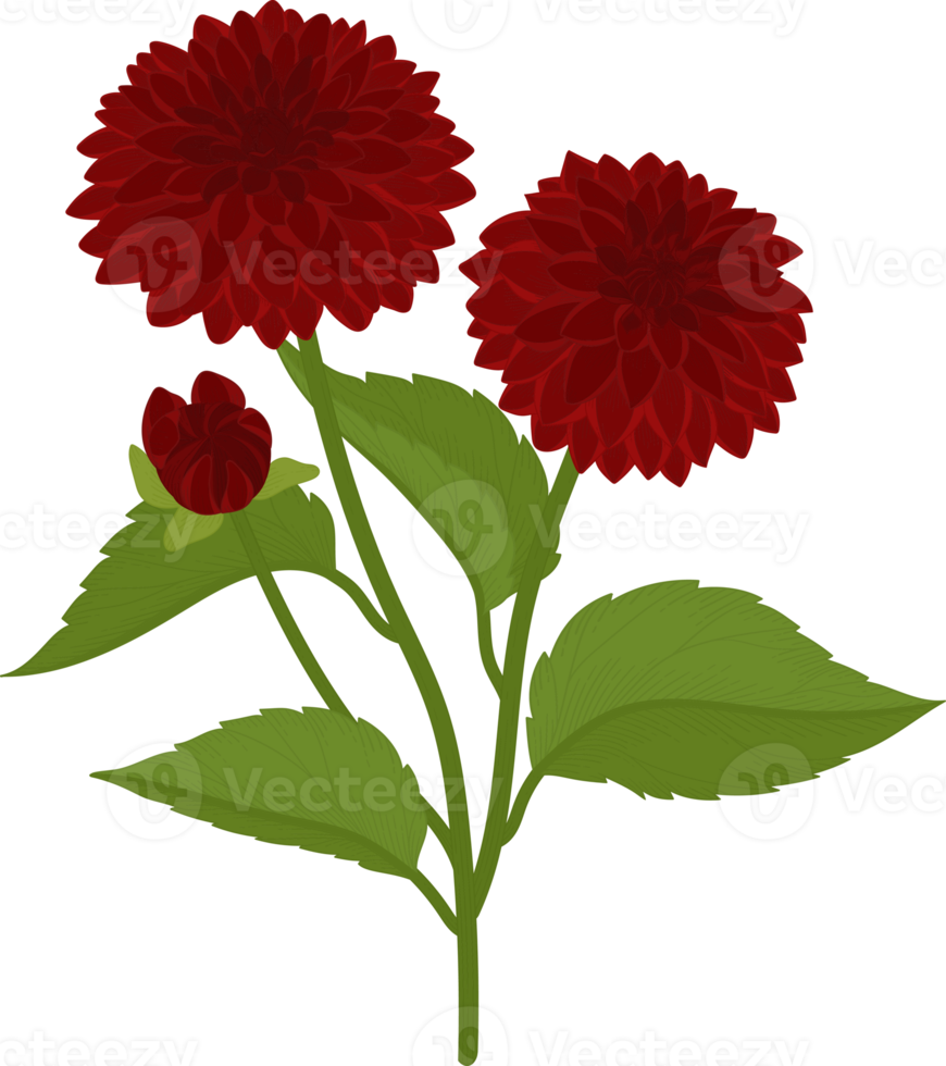 röd dahlia blomma handritad illustration. png