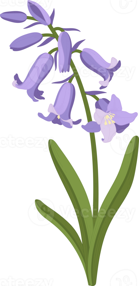 Glockenblumen-Blume handgezeichnete Illustration. png