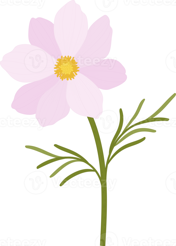 rosa kosmos blomma handritad illustration. png